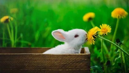 完美对战平台下载-有争议吗？C罗与队友投诉达马克禁区内手球，裁判没有给点球